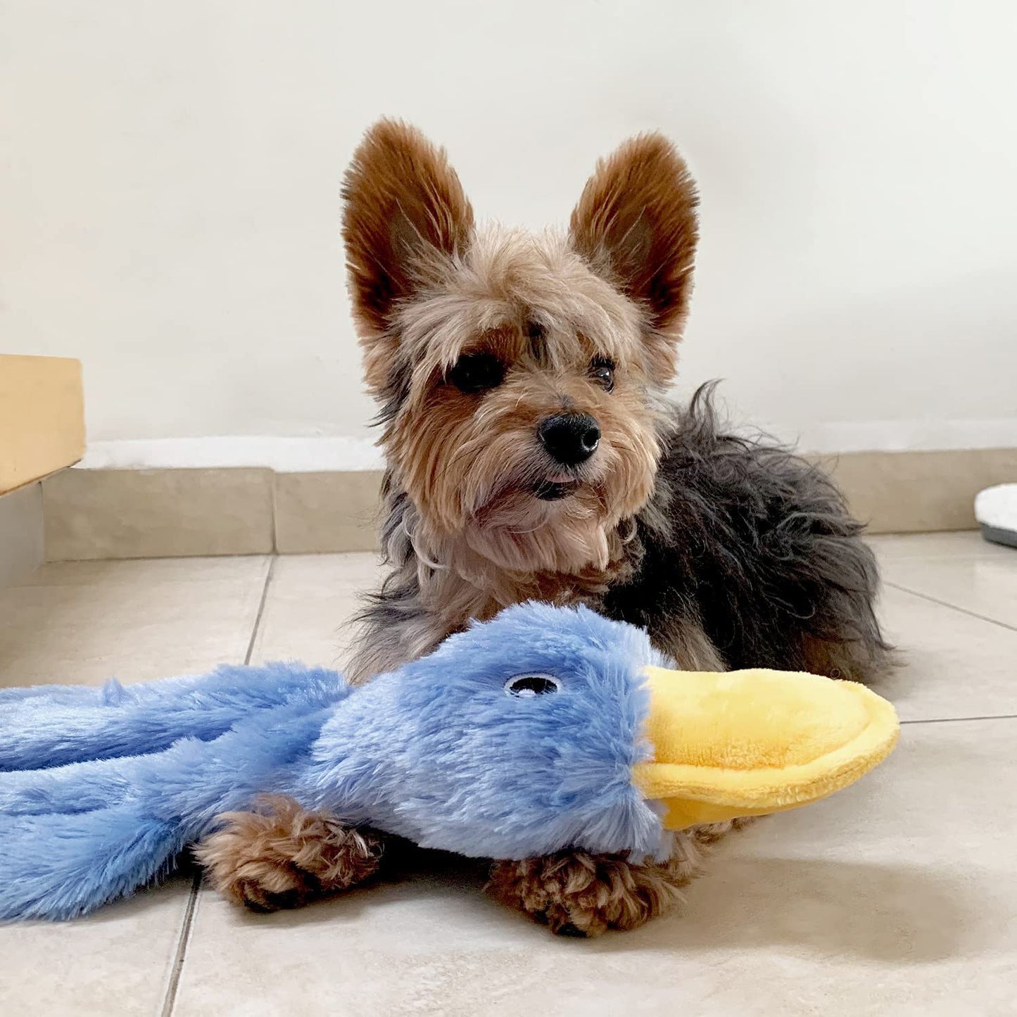 Plush Squeaker Toy