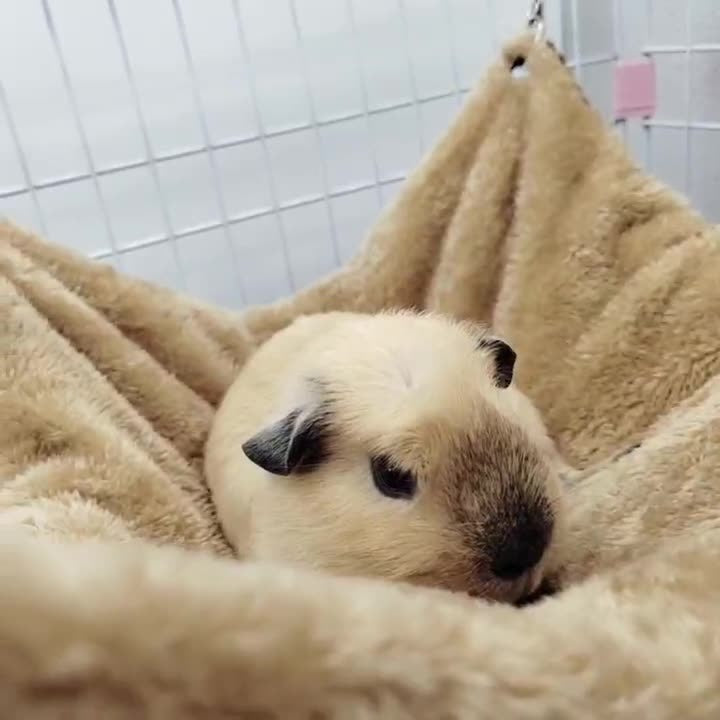 Small Animal Double Layered Hammock