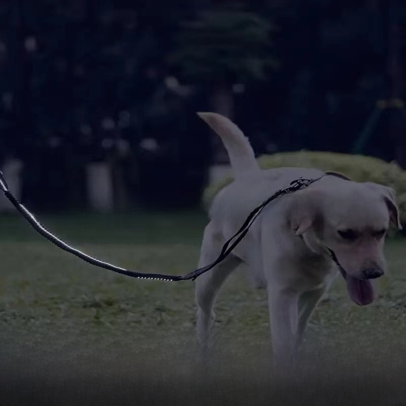 Dog Leash with Seat Belt Clip