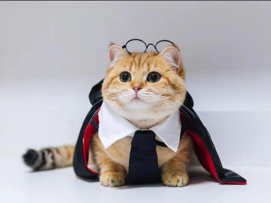 Wizard Halloween Costume