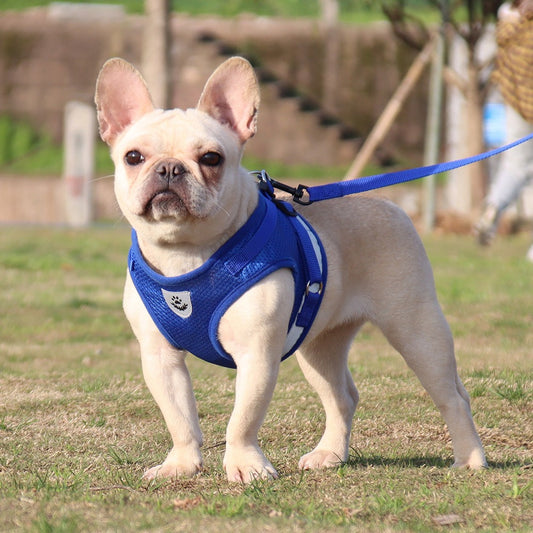 Harness/Leash Set