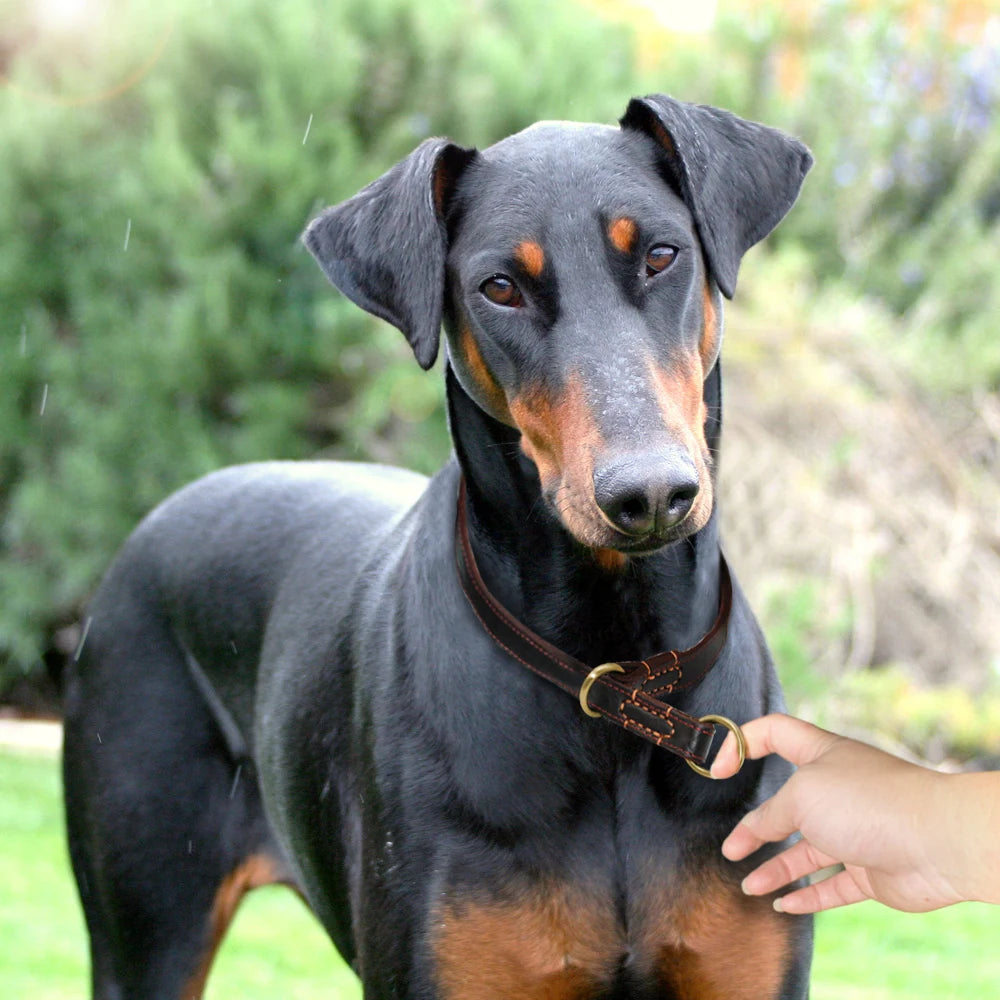 Real Leather Slip Collar