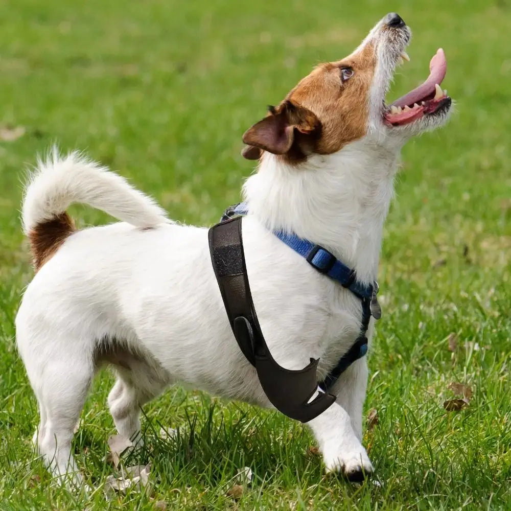 Dog Leg Recovery Brace