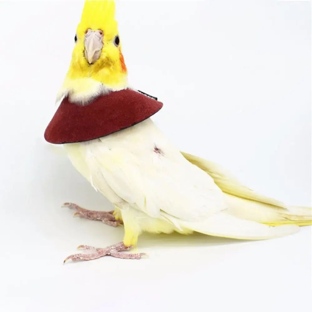 Bird Recovery Collar