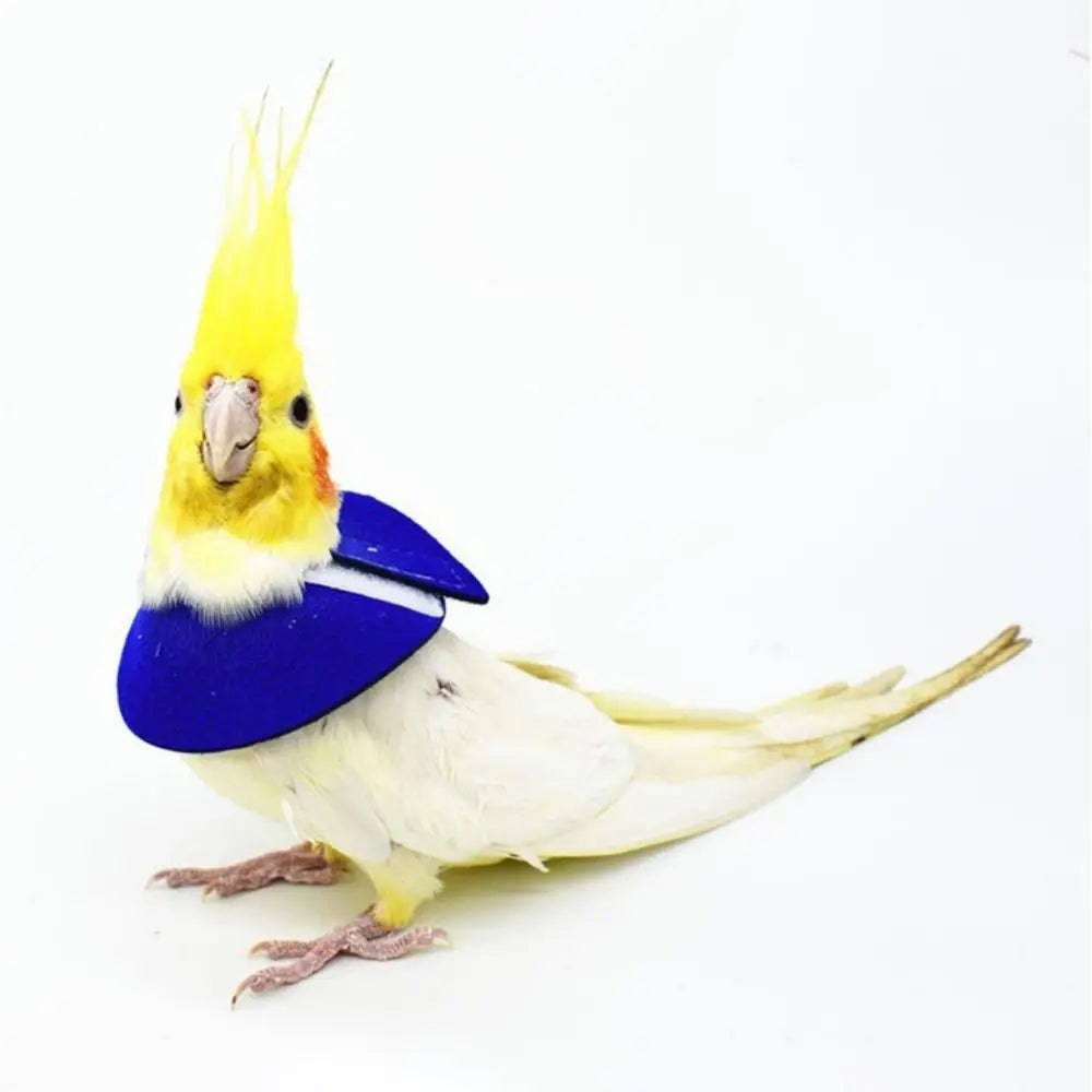 Bird Recovery Collar