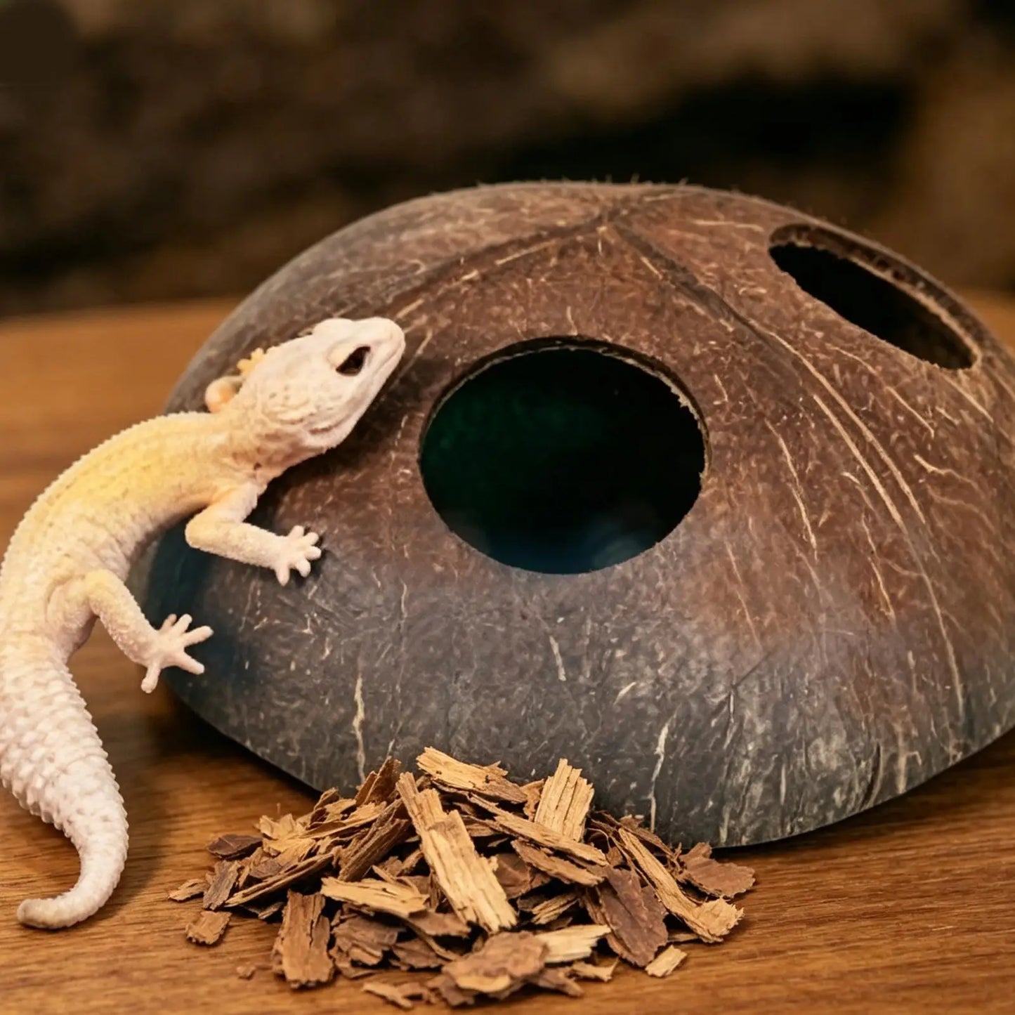 Reptile Coconut Hide
