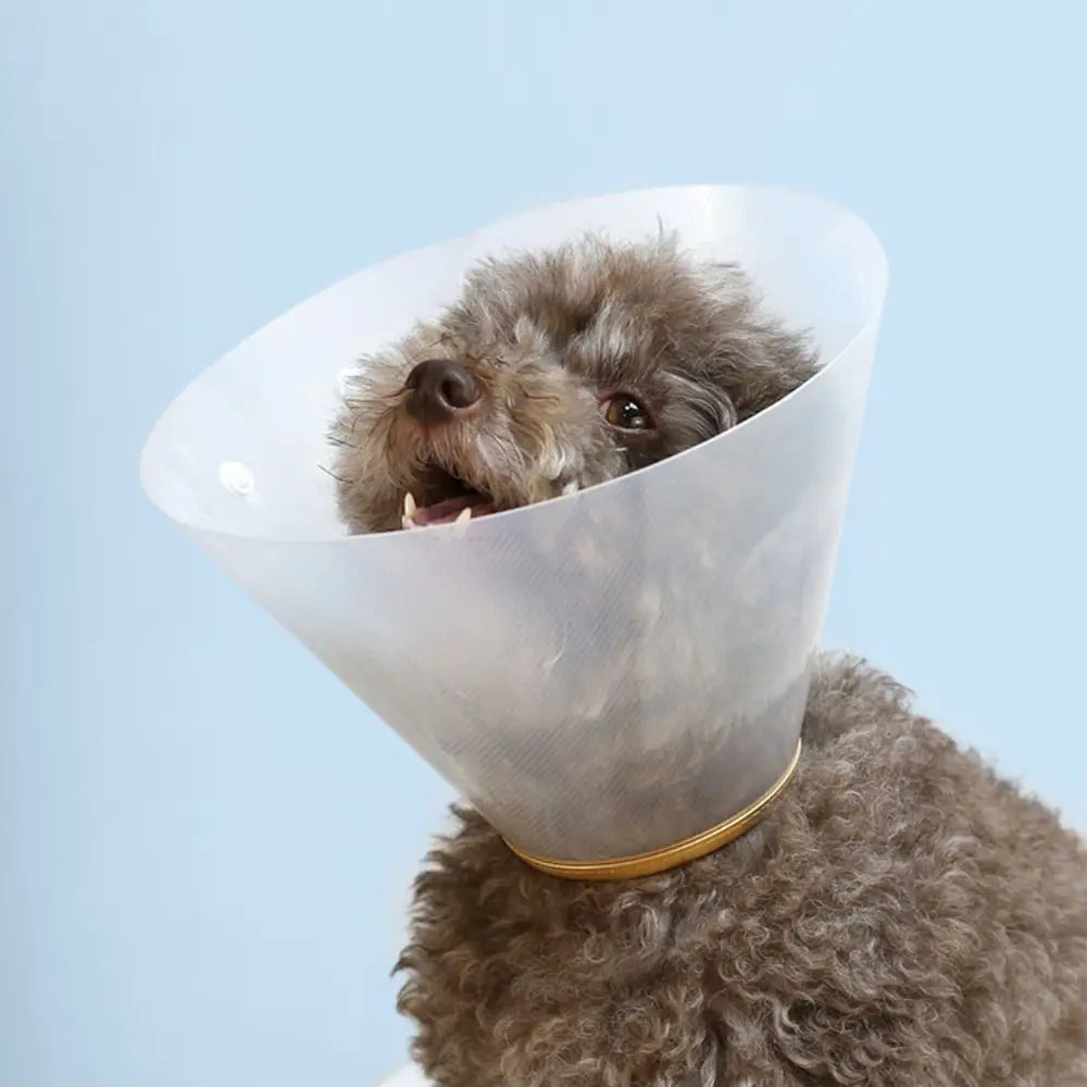 E-Collar/ Recovery Cone