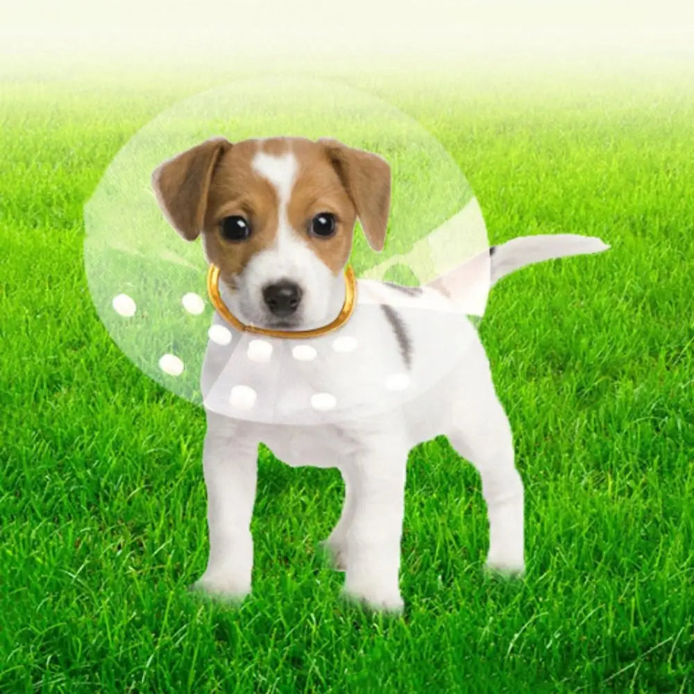E-Collar/ Recovery Cone