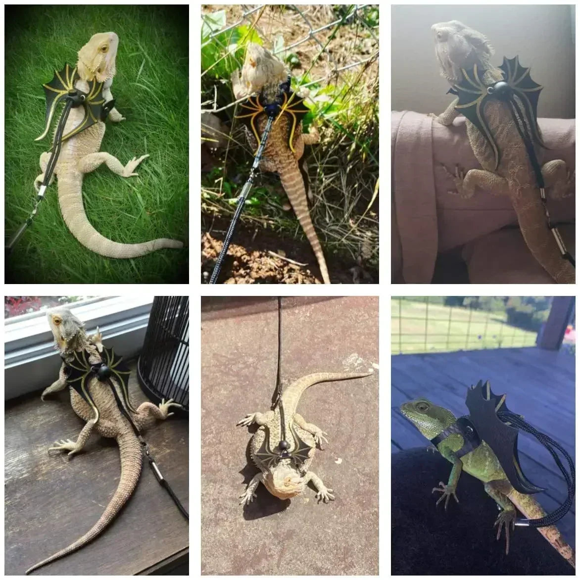 Bearded Dragon Harness