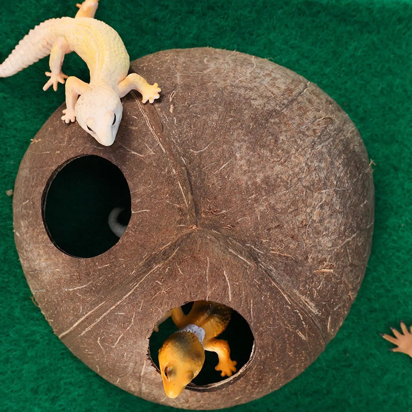 Reptile Coconut Hide