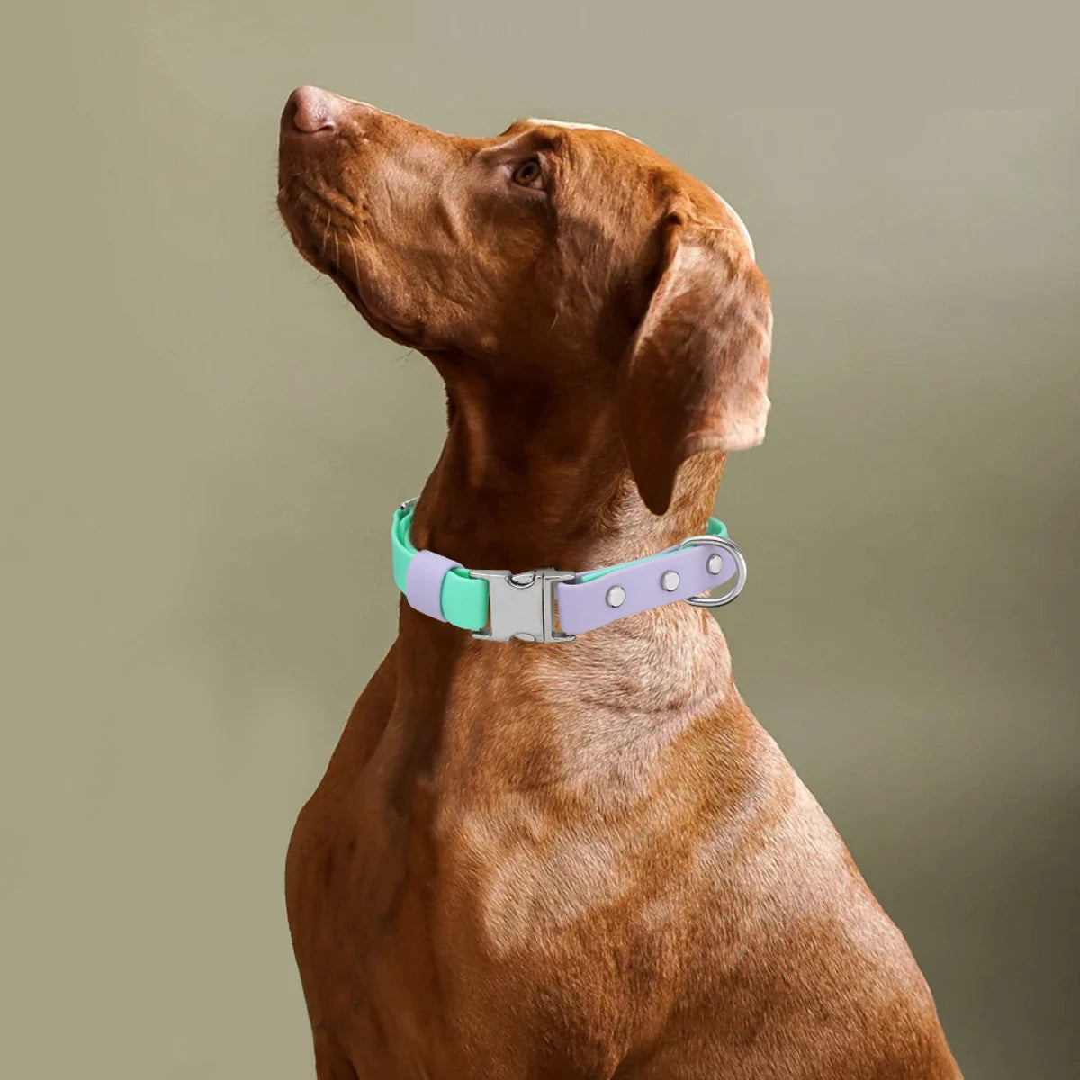 PVC Dog Collar