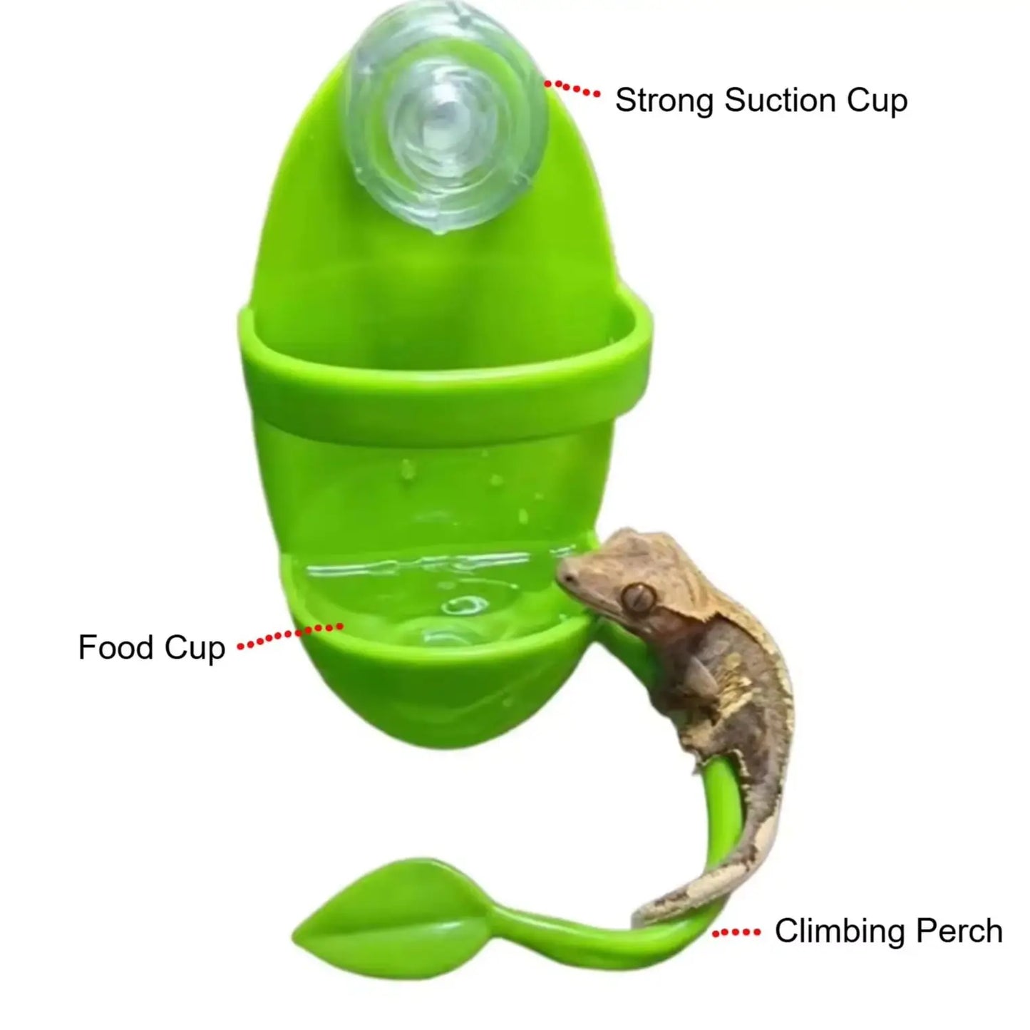 Suction Cup Reptile Ledge Feeder