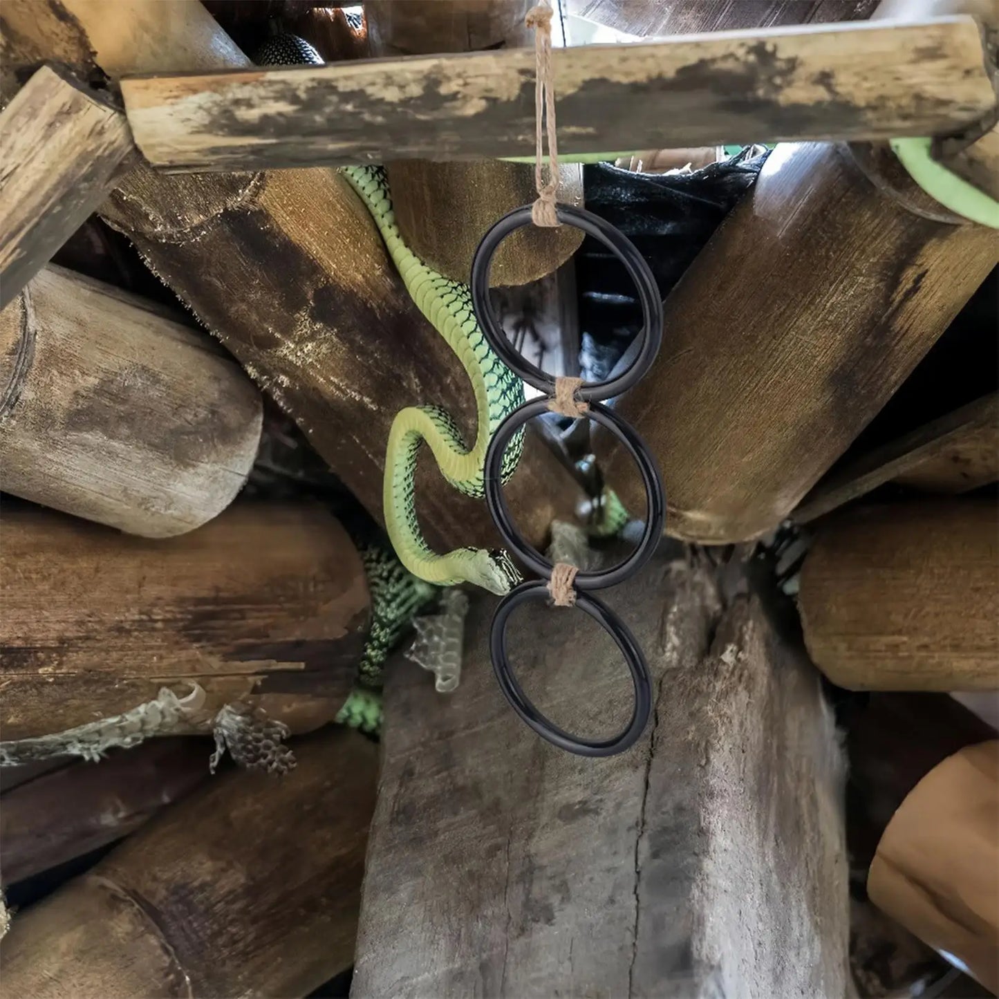 Snake Climbing Rings