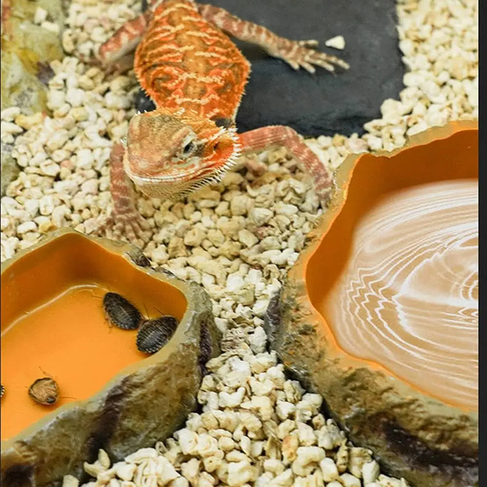 Reptile Water Bowl