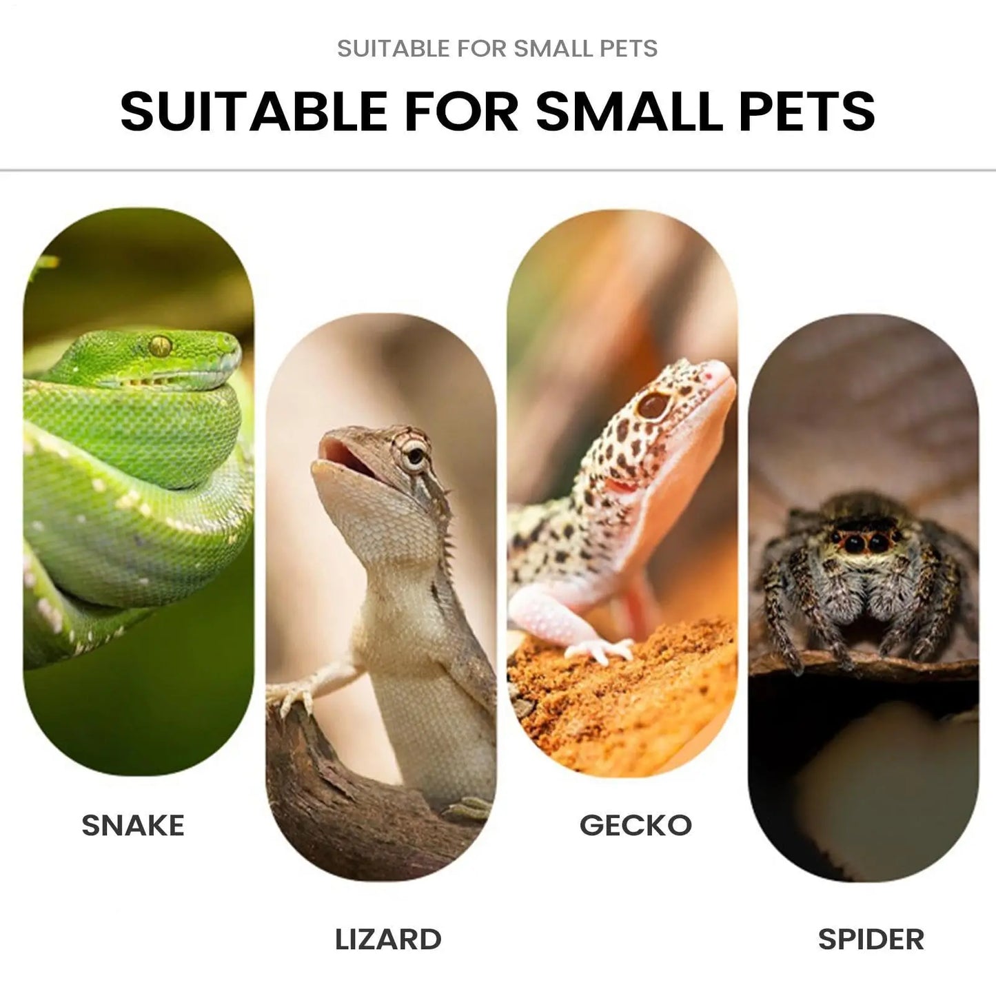 Suction Cup Reptile Ledge Feeder