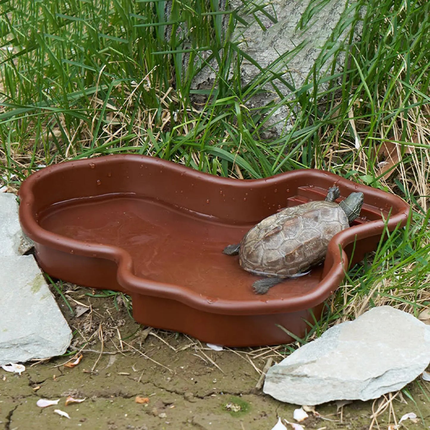 Reptile Pool