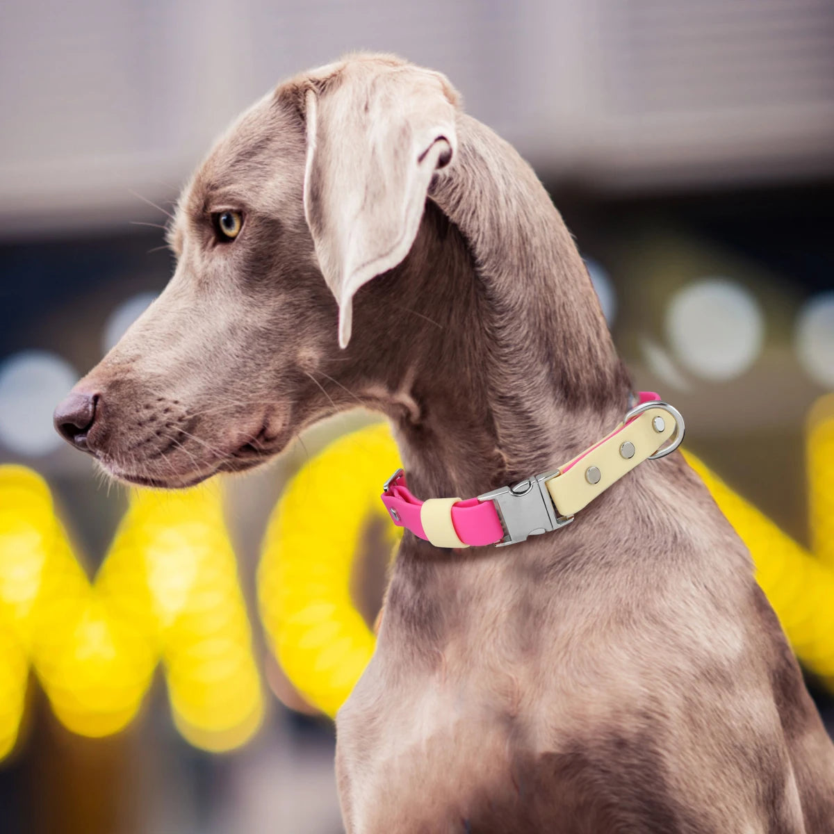 PVC Dog Collar